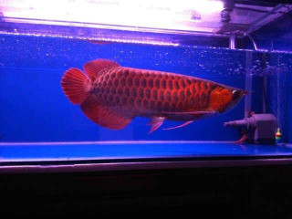 Super red arowana fish