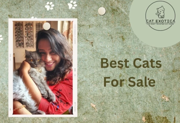 best-cat-in-bangalore-big-0