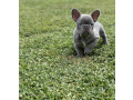 akc-quality-french-bulldog-puppy-for-sale-small-0