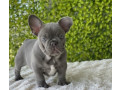 akc-quality-french-bulldog-puppy-for-sale-small-1