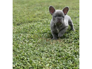 AKC quality French Bulldog Puppy for sale!!