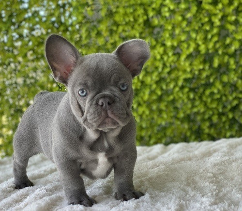 akc-quality-french-bulldog-puppy-for-sale-big-1