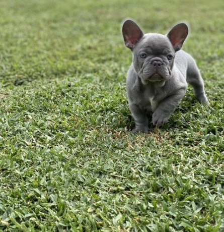 akc-quality-french-bulldog-puppy-for-sale-big-0