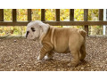 gorgeous-english-bulldog-puppies-available-small-1