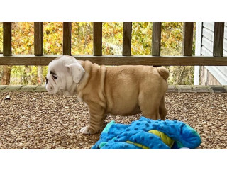 Gorgeous English Bulldog puppies available .