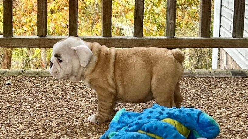 gorgeous-english-bulldog-puppies-available-big-0