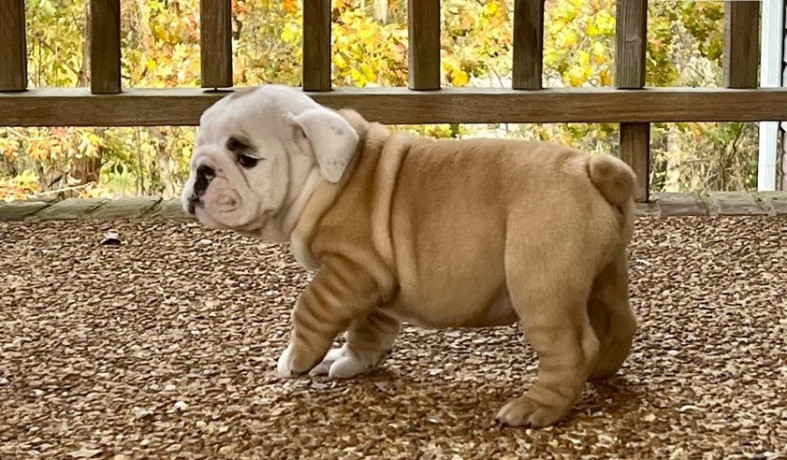 gorgeous-english-bulldog-puppies-available-big-1