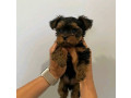 yorkie-puppy-small-0