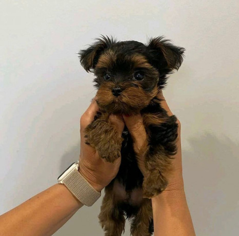 yorkie-puppy-big-0