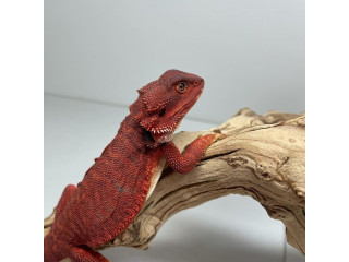 Beautiful Bearded dragon for sale