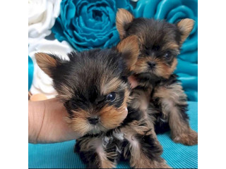 Yorkie Pups Looking for Love & Home.