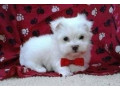 two-teacup-maltese-puppies-needs-a-new-family-small-0