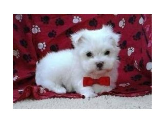 Two Teacup Maltese Puppies Needs a New Family