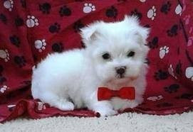 two-teacup-maltese-puppies-needs-a-new-family-big-0