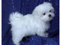 two-top-class-maltese-puppies-available-small-0