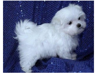 Two Top Class Maltese Puppies Available