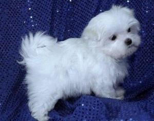 two-top-class-maltese-puppies-available-big-0