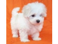 adorable-outstanding-maltese-puppies-small-0