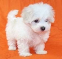 adorable-outstanding-maltese-puppies-big-0
