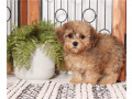 adorable-morkie-puppies-small-0