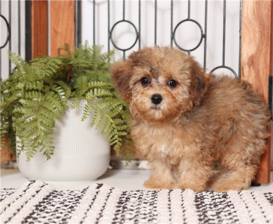 adorable-morkie-puppies-big-0