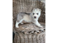 sweet-siberian-husky-puppies-small-0