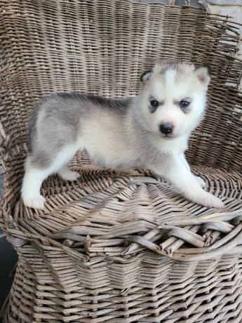 sweet-siberian-husky-puppies-big-0