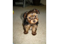 cute-yorkie-puppies-small-0