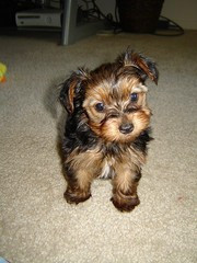 cute-yorkie-puppies-big-0