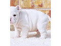 gorgeous-english-bulldog-puppies-available-small-0