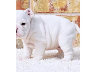 Gorgeous English Bulldog puppies available