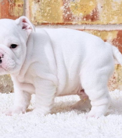 gorgeous-english-bulldog-puppies-available-big-0
