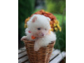 two-awesome-t-cup-pomeranian-puppies-small-0