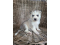akc-husky-puppies-small-0