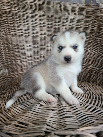 akc-husky-puppies-big-0