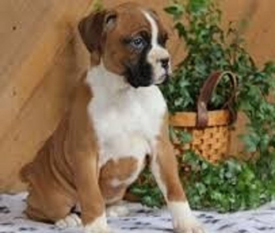 cute-boxer-puppies-big-0