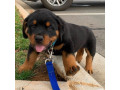 10-weeks-old-rottweiler-puppies-for-sale-small-0