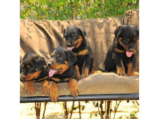 Male and female Rottweiler puppies for pet lovers.