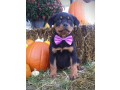 top-quality-rottweiler-puppies-small-0
