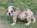 playful-quality-english-bulldog-puppies-small-0