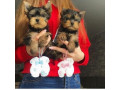 very-tiny-teacup-yorkie-puppies-now-available-small-0