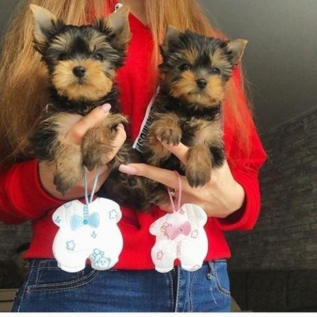 very-tiny-teacup-yorkie-puppies-now-available-big-0