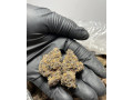 shrooms-and-psychedelics-small-1