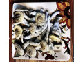 shrooms-and-psychedelics-small-2