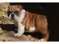gorgeous-english-bulldog-puppies-small-0