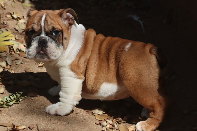 gorgeous-english-bulldog-puppies-big-0