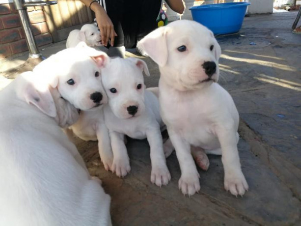 puppies-for-sales-big-0