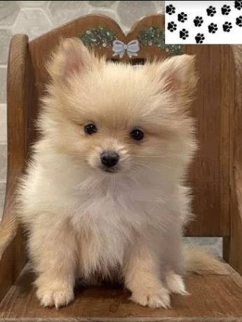 buy-pomeranian-puppies-big-0