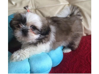 SHIH TZU PUPPIES for Sale