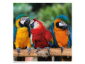 macaw-parrots-for-sale-small-0